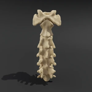Solid model. Anatomical model of the cervical spine of a cat - Image 2