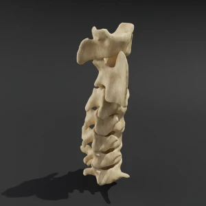 Solid model. Anatomical model of the cervical spine of a cat - Image 3