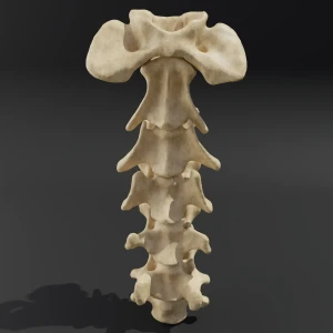 Bones individually