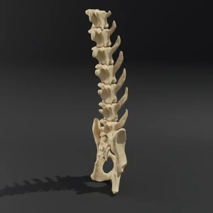 Solid model. Anatomical model of the lumbar spine of a cat with pelvis - Image 1