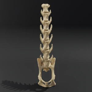 Solid model. Anatomical model of the lumbar spine of a cat with pelvis - Image 2