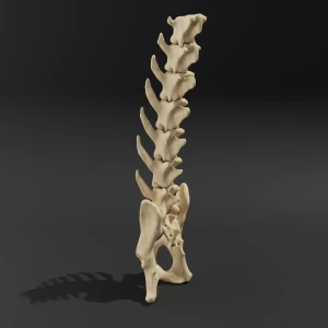 Solid model. Anatomical model of the lumbar spine of a cat with pelvis - Image 3