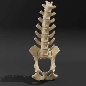Solid model. Anatomical model of the lumbar spine of a dog with pelvis - Image 1