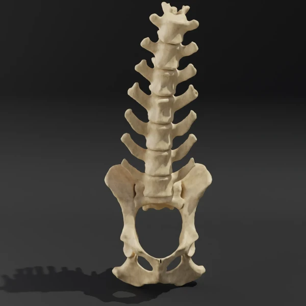 Solid model. Anatomical model of the lumbar spine of a dog with pelvis 1