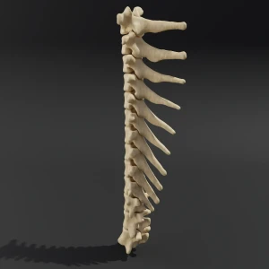 Solid model. Anatomical model of the thoracic spine of a cat - Image 1