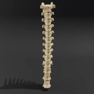 Solid model. Anatomical model of the thoracic spine of a cat - Image 2