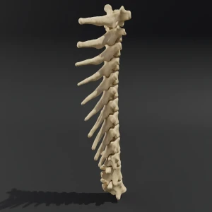Solid model. Anatomical model of the thoracic spine of a cat - Image 3