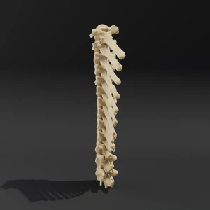Solid model. Anatomical model of the thoracic spine of a dog - Image 1