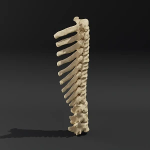 Solid model. Anatomical model of the thoracic spine of a dog - Image 4