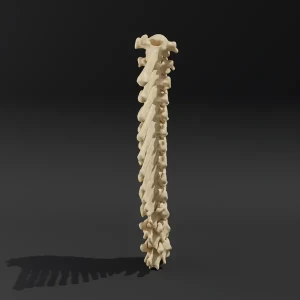 Solid model. Anatomical model of the thoracic spine of a dog - Image 3