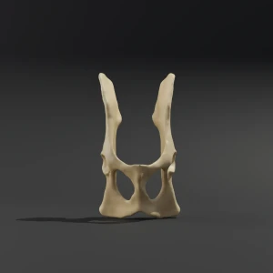 Anatomical model of the pelvis - Image 1