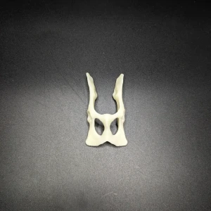 Anatomical model of the pelvis - Image 2