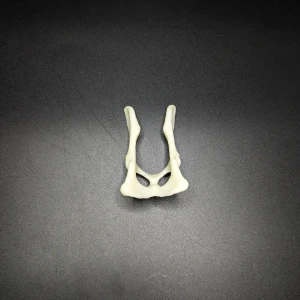Anatomical model of the pelvis - Image 3