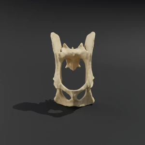 Anatomical model of the pelvis with coccyx - Image 1