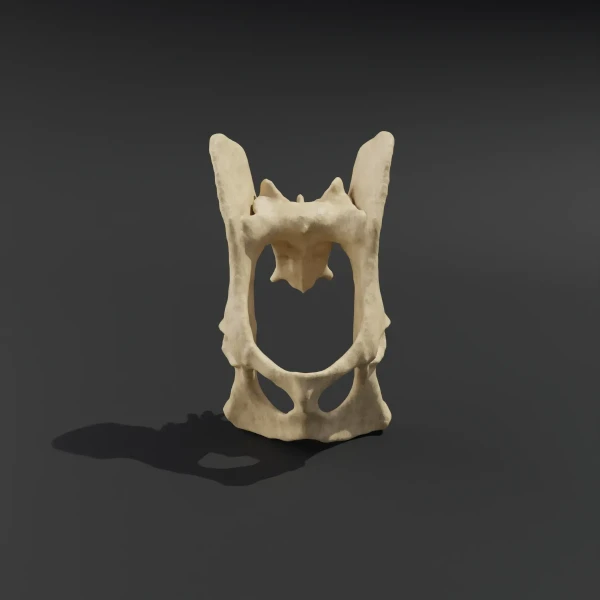 anatomical-model-of-the-pelvis-with-coccyx-cat-1