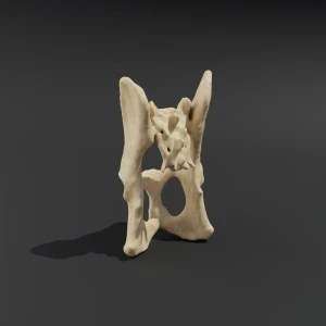 Anatomical model of the pelvis with coccyx - Image 2