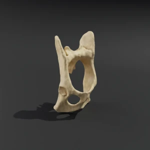 Anatomical model of the pelvis with coccyx - Image 3