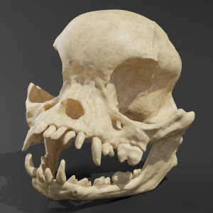 Anatomical skull model - Pug - Image 1
