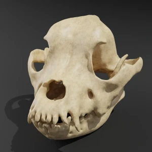 Anatomical skull model - French Bulldog - Image 4