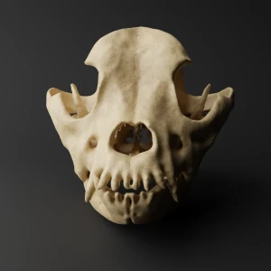 Anatomical skull model - French Bulldog - Image 2