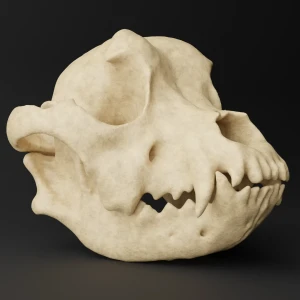 Anatomical skull model - French Bulldog - Image 3