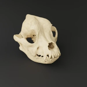 Anatomical skull model - French Bulldog - Image 1