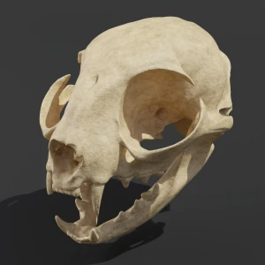 Anatomical model of a cat's skull - Image 1